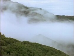 MS Fog rolling over tree covered hillside, Ethiopia, Africa Stock Footage
