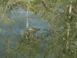 Gator, in water, zoom wide shot, Florida, North Atlantic Ocean  Stock Footage