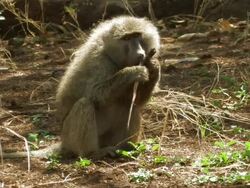 Baboon (Papio sp.) eating seeds, Lake Manyara, Tanzania Stock Footage