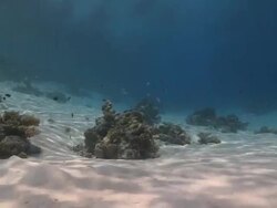 Diver swimming over sandy reef, profile, Vaavu Atoll, The Maldives. Stock Footage