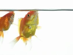 Goldfish Stock Footage