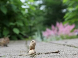 Chipmunk eating peanuts Stock Footage