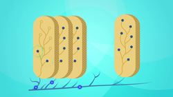 TED-ED: How do fish make electricity? - Eleanor Nelsen Instructional Video