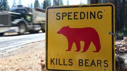 A yellow Spped kills bears sign in Yosemite National Park, each sign marks a spot where a bear has been killed by traffic, California, USA. Stock Footage