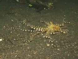Octopus, Wonderpus, travels along bottom, W to close up, Indonesia  Stock Footage
