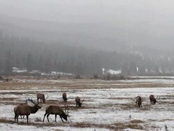 WS PAN herd of large bull elk grazing in blizzard feeding / Estes Park, Colorado, United States Stock Footage