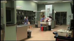 Pet owners spending big on insurance News Clip