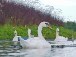 White swans on lake Stock Footage