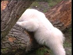 Media flock to Berlin Zoo for debut of polar bear cub, Knut News Clip