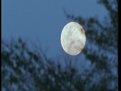 MS Full moon in blue sky, trees in foreground, South America Stock Footage
