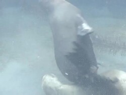 California sea lions (Zalophus californianus) playfight on sea bottom  Stock Footage