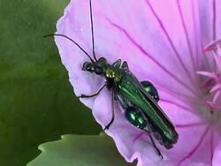 NTSC Green beetle Stock Footage