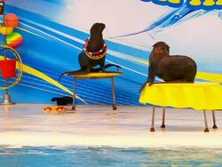 Two Seal Stock Footage