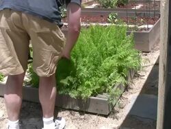 (HD1080i) Sustainability / Home Garden Stock Footage