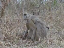 Baboon family group, MS, Tanzania Stock Footage