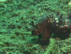 Flamboyant Cuttlefish walking over debris. Indonesia  Stock Footage