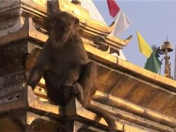 Macaque sitting on a roof Stock Footage