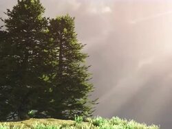 Pine trees on a hill with rays of light Stock Footage