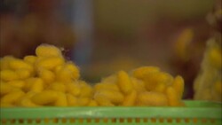 Women sort silk cocoons. Stock Footage