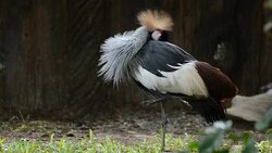 HD:crowned crane in wildlife sanctuary Stock Footage