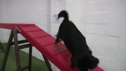 It's a dog's life at indoor pooch park Instructional Video