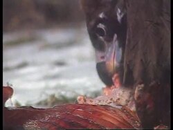 Ukraine - Black vultures News Clip