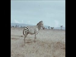 SYND 14-1-74 DROUGHT STRIKEN NAIROBI NATIONAL PARK Instructional Video