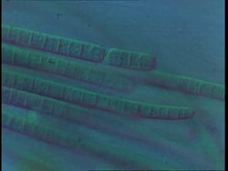 T/L blue green algae filaments moving (Oscillatoriales); procaryote cell Stock Footage