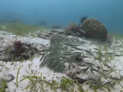 Striped eel catfish young writhing around on sea bed, Southern Visayas, Philippines Stock Footage