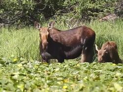 MS Shot of Calf moose (Alces alces) cow moose with newborn calf standing drink fromlilly pad filling lake at sunrise / Ward, Colorado, United States Stock Footage