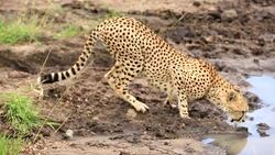 Cheetah drinking and watching Stock Footage