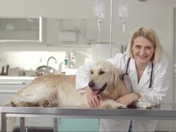 Friendly Veterinarian With A Dog Stock Footage