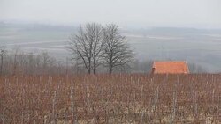Vineyard at winter time Stock Footage