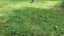 slow motion of little fluffy dog run in nature Stock Footage
