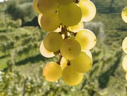 HD DOLLY: White Grapes In Vineyard Stock Footage