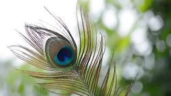 Close Up Of Peacock Feather Stock Footage