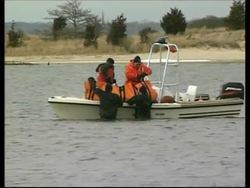 Group of dolphins stranded off Long Island News Clip