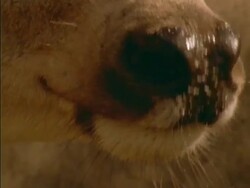 ECU Deer's nose, USA Stock Footage