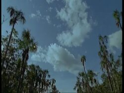 Low angle view tracking through rainforest, Amazon, South America Stock Footage
