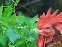 Closeup of chicken head Stock Footage