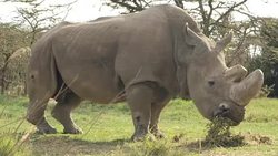Rhino grazing on the Ol Pejeta Conservancy News Clip
