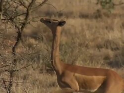 Gerenuk (Litocranius walleri) standing on hindlegs to browse, Kenya Stock Footage