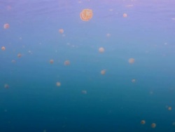 Jellyfish Stock Footage