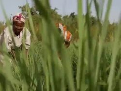 Kenya, Meru, agriculture, two women working in a field of lemongrass. Stock Footage