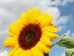 Sunflower in a strong wind Stock Footage