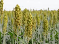 Sorghum field Stock Footage