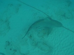 MS TS Shot of Bull shark / Playa del Carmen, Isla Mujeres, Mexico  Stock Footage