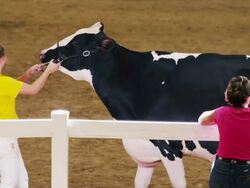Young woman with 4H Holstein, dairy cow, exhibition at State Fair show. Stock Footage