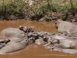 MS Group of hippopotamus sleeping in River / National Park, Africa, Kenya Stock Footage