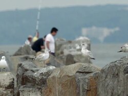 Seagulls in front of fisherman, Hudson River bank Stock Footage